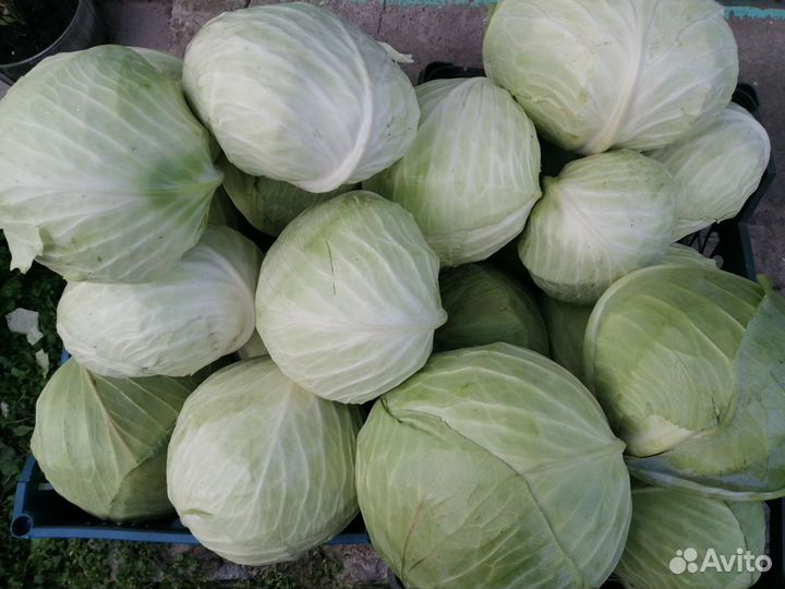 Капуста, свёкла, тыква