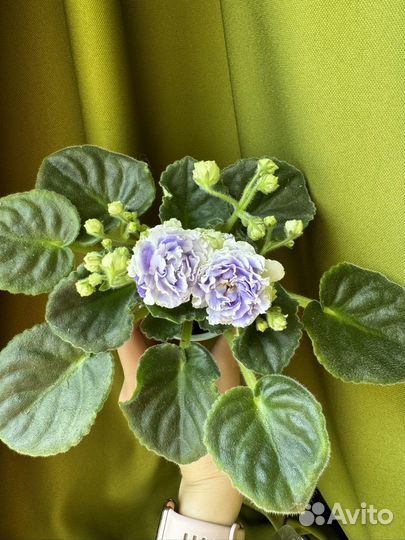 Фиалка цветущая сортовая 