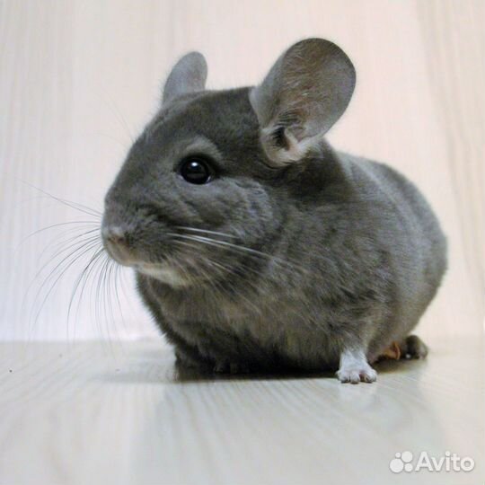 Шиншилла мальчик Фиолетовый Эбони средний