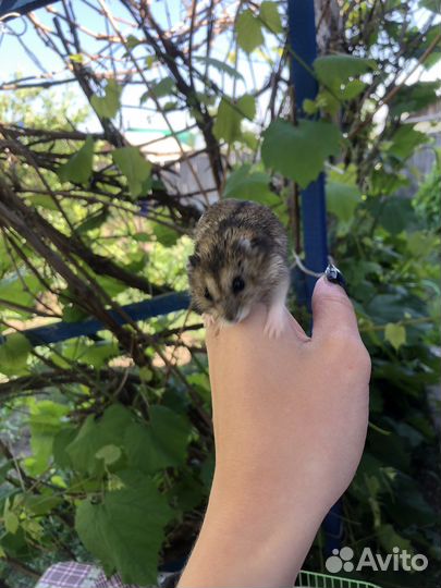 Хомяк с клеткой