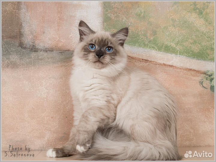 Невские маскарадные котята продаются