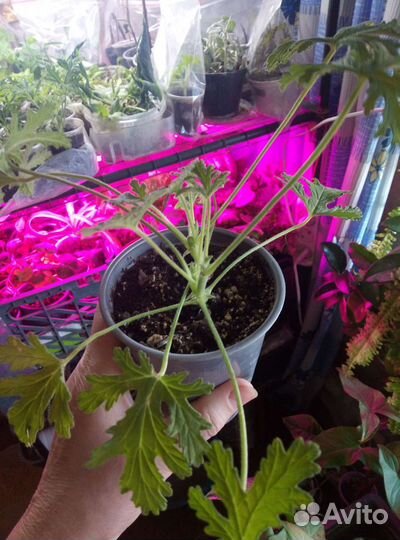 Пеларгония душистая (лимон)