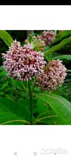 Растения и саженцы для дачи и сада