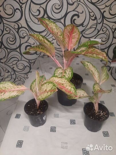Аглаонемы сортовые. 10 карат. Голден Мадонна и др