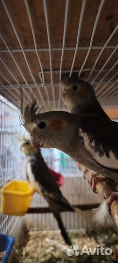 Волнистый попугай и кореллы