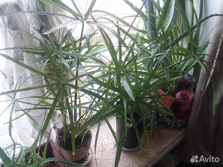 Пальмочка Циперус Кошачья радость