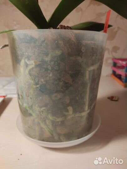 Орхидея фаленопсис