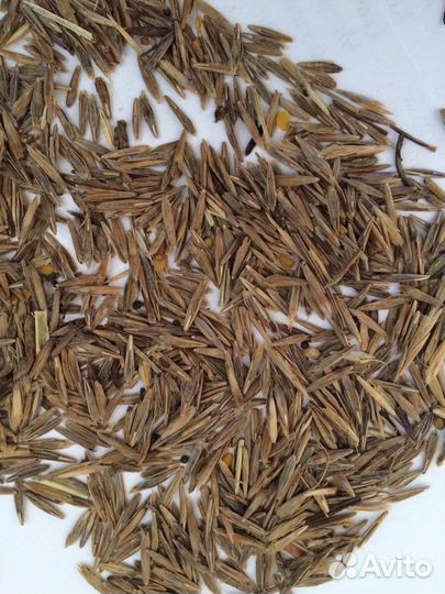 Семена Костреца оптом от 100кг