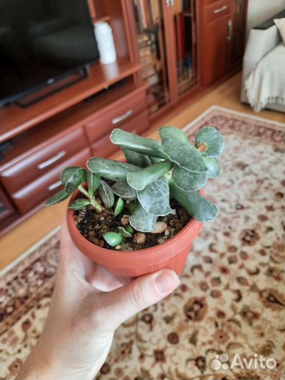 Андромискус