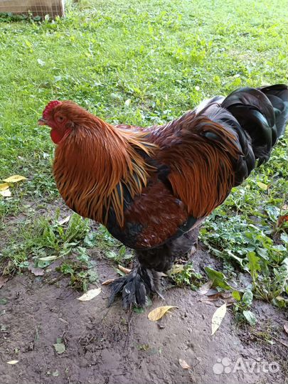 Петухи Брама на племя