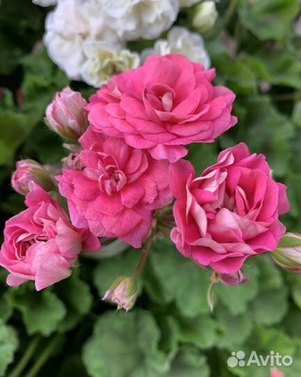 Герань пеларгония