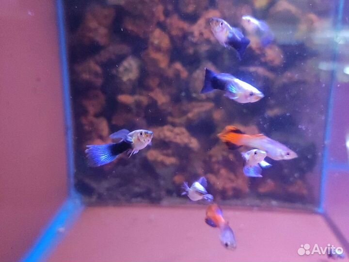 Аквариумные рыбки гуппи цветные