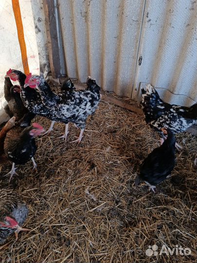 Молодые петухи