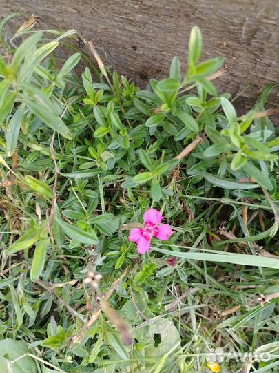 Растения для сада. г. Пушкин