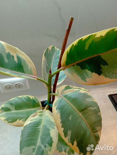 Фикус эластика тинеке