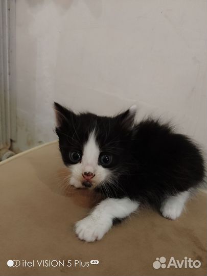 Котята в дар