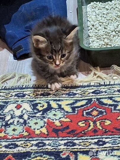 Простые котята