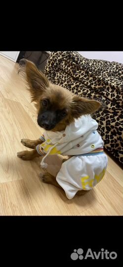 Одежда для маленьких собак