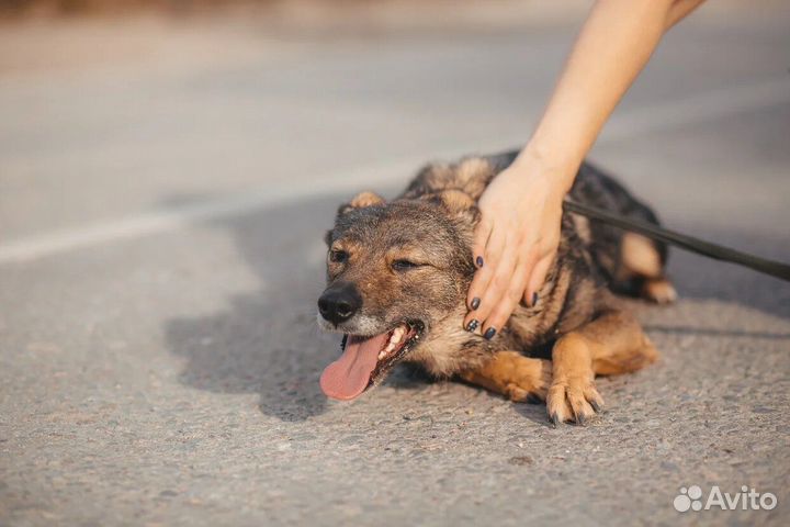 Маленькая собака ждет чуда