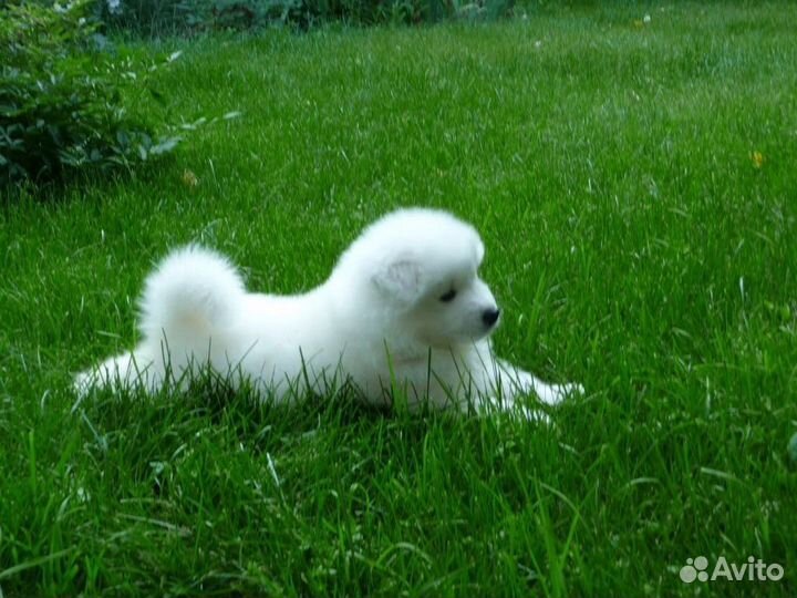 Самоедская лайка самоед вязка