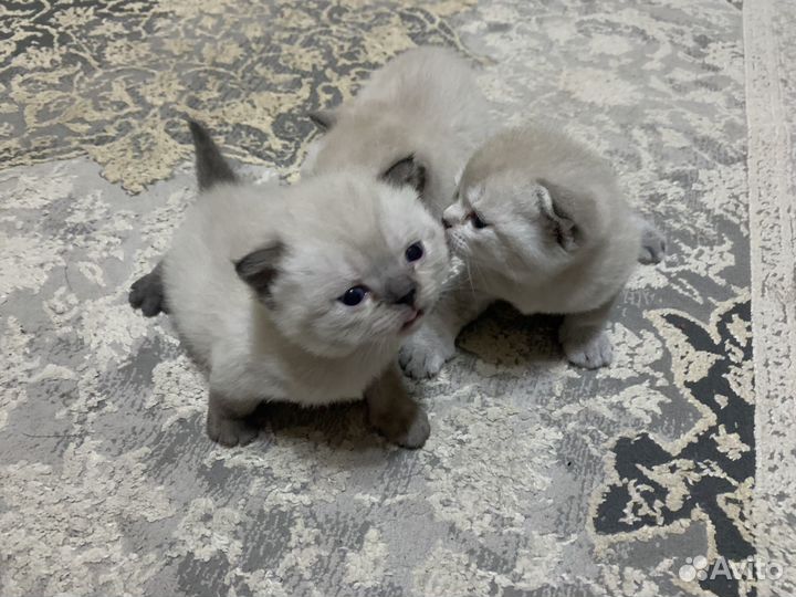 Британские котята