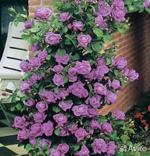 Розы(саженцы)