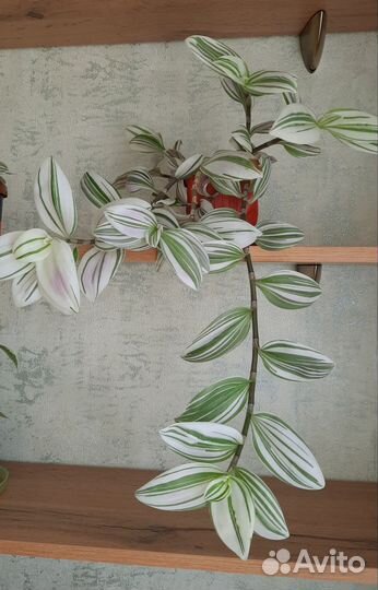 Традесканция, хлорофитум