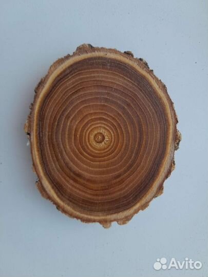 Торцевые спилы деревьев