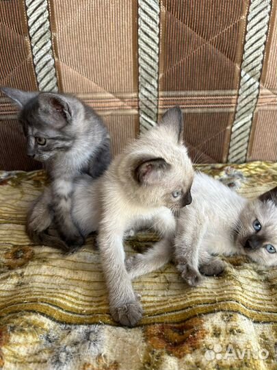 Котята в добрые руки бесплатно