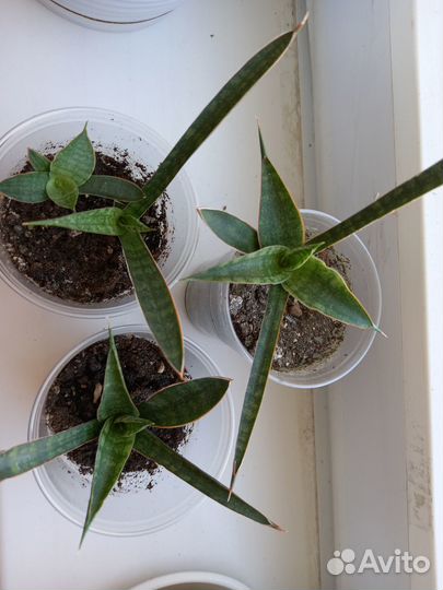 Комнатные цветы