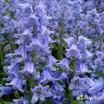 Пролеска колокольчатая Блу (10 шт. в упаковке)