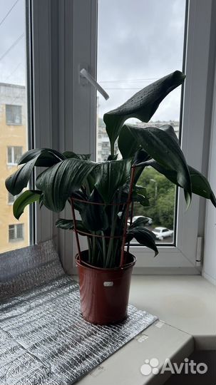 Эухарис амазонская лилия