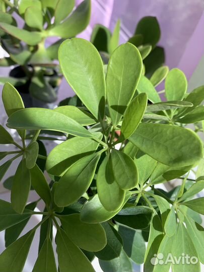 Шеффлера в горшке