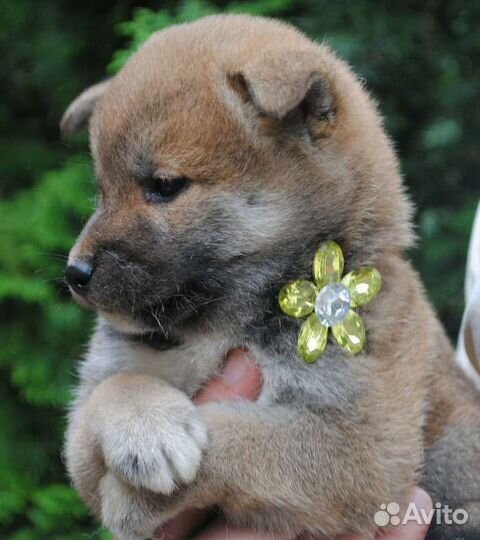 Рыжие сиба-ину. Щенки мальчики