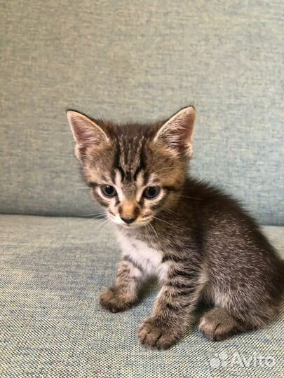 Котята в добрые руки бесплатно