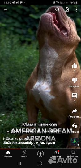 Американский булли. Пацан