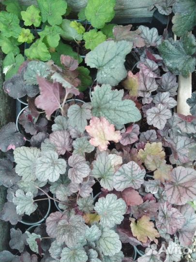Гейхеры более 40 сортов