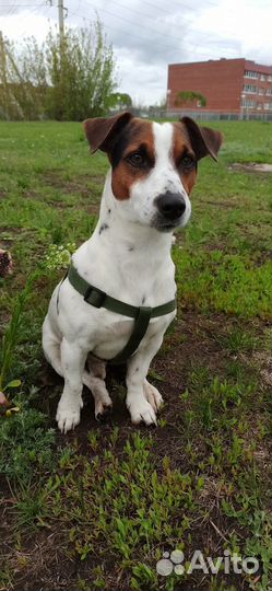 Щенки джек рассел терьер