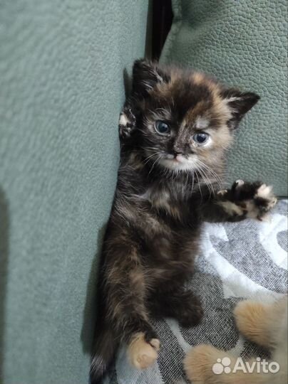 Шотландская шиншилла