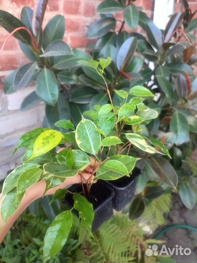 Комнатные растения