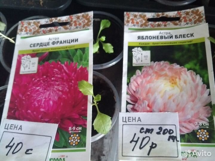 Рассада Астра