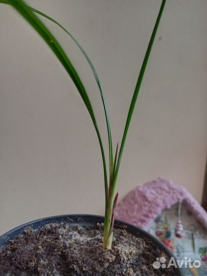 Финиковая пальма (саженцы)