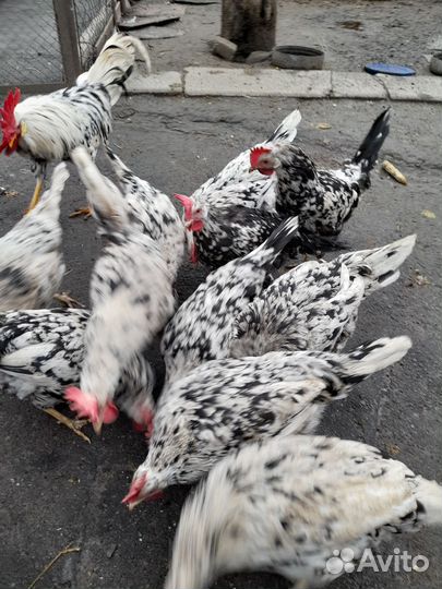 Инкубационное яйцо