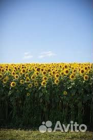 Семена подсолнечника гибрид