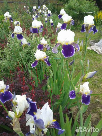 Садовые цветы и кустарники