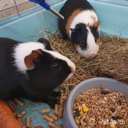 Морская свинка