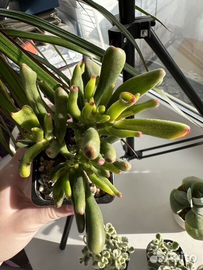 Суккуленты