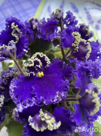 Фиалки, укорененные детки, листики в наличии