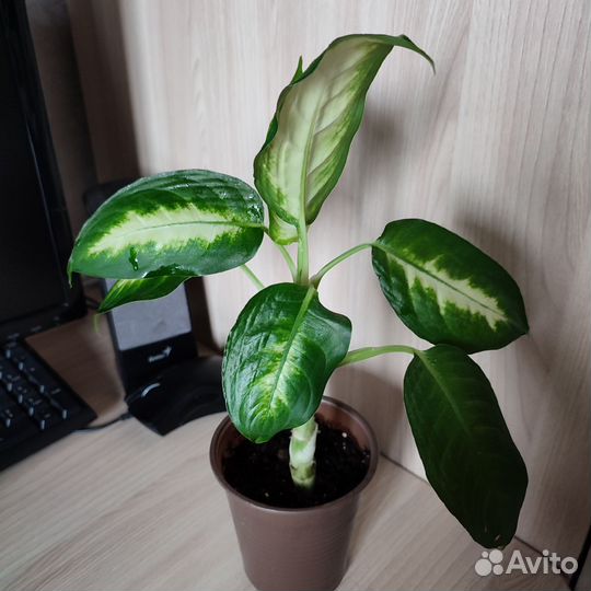 Комнатные цветы