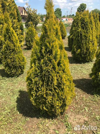 Туя 100-109 см